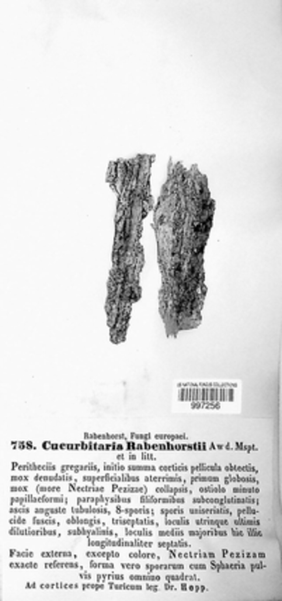 Cucurbitaria rabenhorstii image